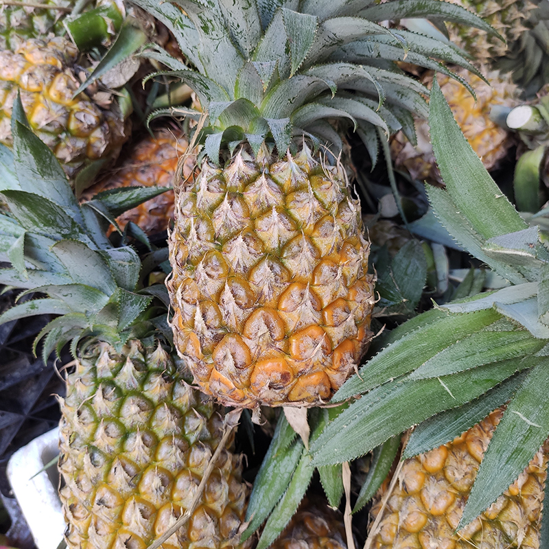 Thơm trái to (1 trái)